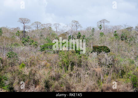 Forêt tropicale de Guna de Madugandi Réservation. Cavanillesia platanifolia arbres ont vu dans la distance Banque D'Images