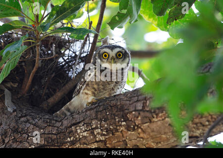 Spotted owlet, Athene brama, Tadoba Andhari Tiger Reserve, Maharashtra, Inde Banque D'Images