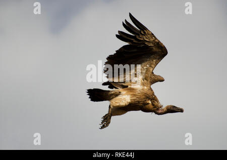 Long-billed, Gyps indicus, Bandhavgarh National Park, le Madhya Pradesh, Inde Banque D'Images