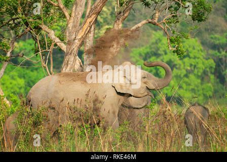 L'éléphant d'Asie, Elephas maximus, Jim Corbett National Park, Uttarakhand, Inde Banque D'Images