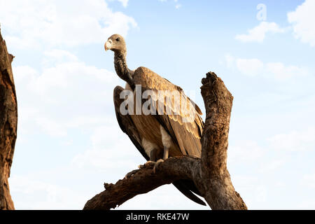 Vautour indien, Long-billed, Gyps indicus, Bandhavgarh National Park, le Madhya Pradesh, Inde Banque D'Images