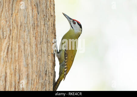 Pic à tête grise, Picus canus, Jim Corbett National Park, Uttarakhand, Inde Banque D'Images