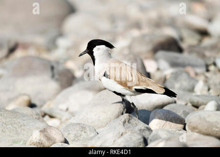 Sociable, rivière Vanellus duvaucelii, Jim Corbett National Park, Uttarakhand, Inde Banque D'Images