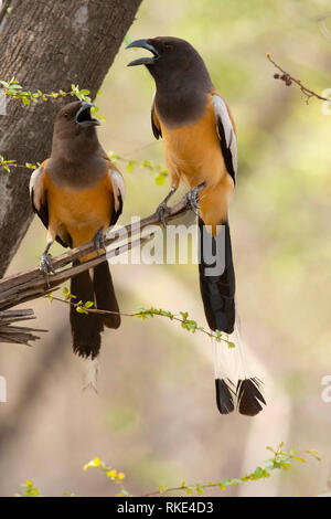 Dendrocitta vagabunda Treepie, roux, la Réserve de tigres de Ranthambore, Rajasthan, Inde Banque D'Images