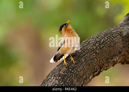 Sturnia pagodarum Brahminy Starling, la Réserve de tigres de Ranthambore,, Rajasthan, Inde Banque D'Images