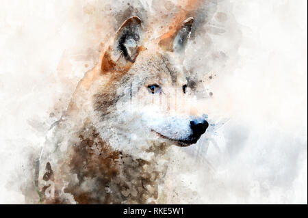 Illustration aquarelle portrait de loup. Belle wildlife world Banque D'Images