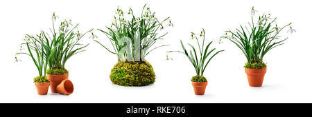 Snowdrop fleurs de printemps collection. Perce-neige Galanthus en cache-pot blanc isolé sur fond blanc. Arrangement de fleurs et d'éléments de conception Banque D'Images
