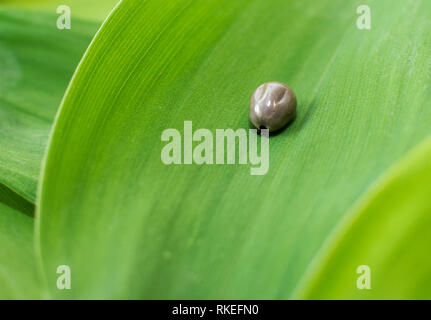 Close-up of Big tick sur feuille verte. Banque D'Images