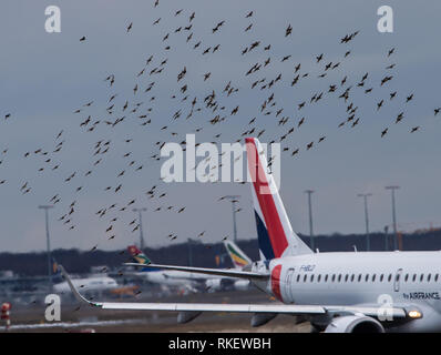 11 février 2019, Hessen, Frankfurt/Main : oiseaux volent à l'aéroport de Francfort via un avion de passagers de la compagnie aérienne régionale française Hop compagnie aérienne. Photo : Silas Stein/dpa Banque D'Images