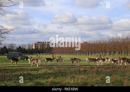 Hampton Court Palace, Londres, Royaume-Uni. 11 Février, 2019. Météo France : un gardien de parc offre des boulettes de nourriture supplémentaire à certains de le troupeau résident de 300 cerfs dans Home parc après la fin d'une période d'intempéries. Home Park, Hampton Court Palace, East Molesey, Surrey, Angleterre, Grande-Bretagne, Royaume-Uni, UK, Europe. Crédit : Ian bouteille/Alamy News Live Banque D'Images