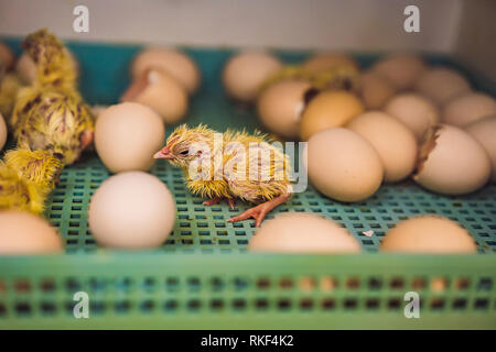 Grand groupe de poussins nouvellement éclos sur une ferme d'élevage de poulets. Banque D'Images