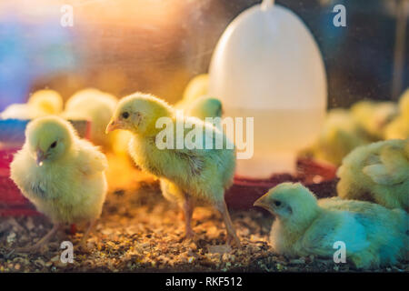 Grand groupe de poussins nouvellement éclos sur une ferme d'élevage de poulets. Banque D'Images