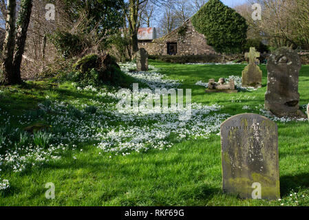 Perce-neige dans le cimetière, St Mary's, Manorowen, West Wales Banque D'Images