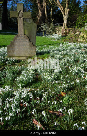 Perce-neige dans le cimetière, St Mary's, Manorowen, West Wales Banque D'Images