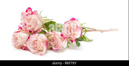 De nombreuses roses bush fuchsia vif sur fond blanc Banque D'Images