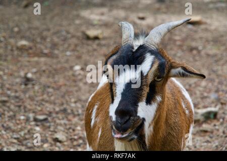 Libre-vue d'un brun-noir-blanc bouc Banque D'Images
