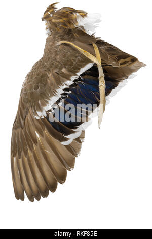 Aile d'un canard colvert comme un ventilateur d'air dans la région ou zone ésotérique isolated on White Banque D'Images
