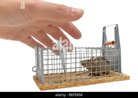 Petite souris se trouve pris dans un piège de fils à l'arrière-plan flou isolated on white Banque D'Images