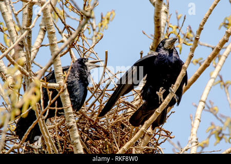 Deux corneilles se trouve dans son nid sur un arbre contre un ciel bleu Banque D'Images