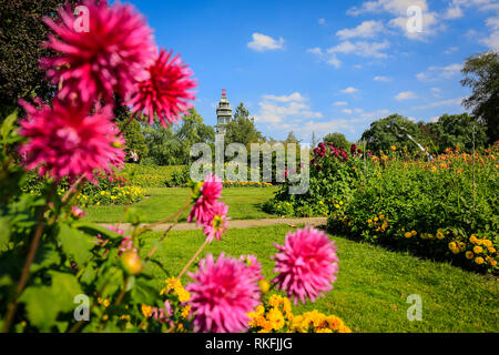 Essen, Rhénanie du Nord-Westphalie, région de la Ruhr, Allemagne, parc Grugapark, salon de jardin afficher 1965 le gouvernement fédéral, la floraison de dahlias avec une vue vers le Gru Banque D'Images