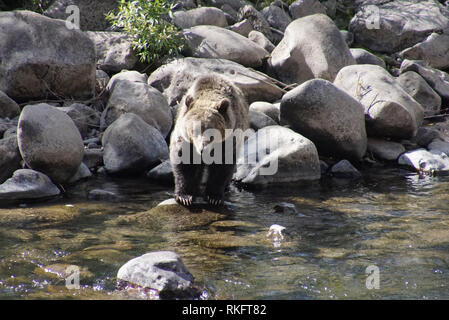 Un grizzli adultes patauge dans un ruisseau de montagne Banque D'Images