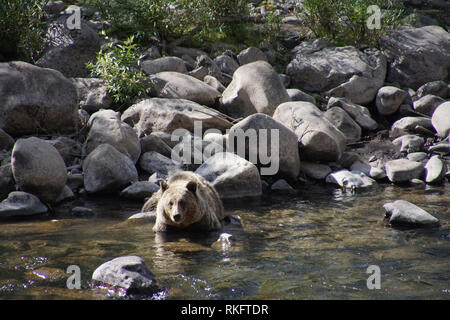 Un grizzli adultes patauge dans un ruisseau de montagne Banque D'Images