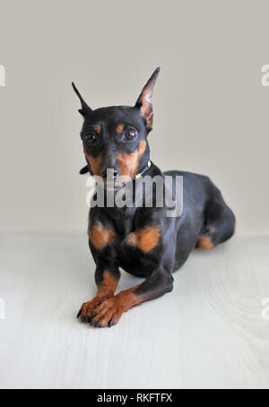 Portrait d'un magnifique pinscher nain sur un fond clair Banque D'Images