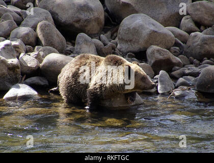 Un grizzli adultes patauge dans un ruisseau de montagne Banque D'Images