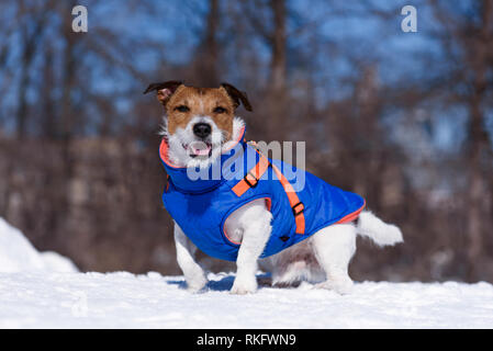 Chien habillé en veste chaude assis sur la neige Banque D'Images