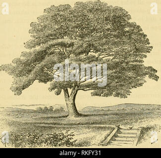 . L'art d'embellir suburban home base de petite étendue. Landscape Gardening ; des arbres. Les arbres à feuilles caduques. 393 la croissance, très adapté aux jardins de portée limitée." L'G. s. inermis est un petit genre sans épines, dit d'être adapté pour les petits motifs. Fig. 123.. Le SOPHORA. Sophora. Le Japon Sophora. Sophora &gt ;/w//r^.-Compte tenu de la délicatesse de son feuillage, sa pureté et la profondeur de couleur, et le hardi- Ness de l'arbre, il est curieux que si peu de beaux spécimens de cet arbre sont encore à voir dans ce pays. Fig. 123 est le portrait d'un arbre cultivé dans le Syon Park, Angleterre. Banque D'Images