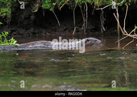 La loutre (Lutra lutra) dans une rivière, Ecosse, Royaume-Uni. Banque D'Images