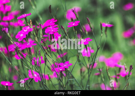 Jeune fille Dianthus deltoides feuilles vertes et fleurs rose, fond Macro close up detail Banque D'Images