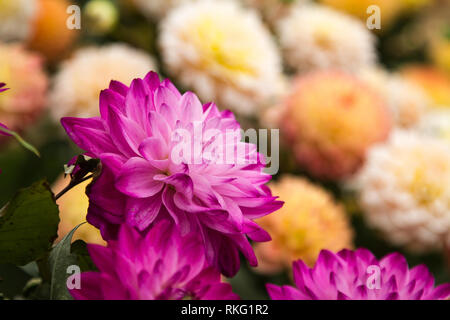 Fleurs de rose, jaune et orange dahlias en fleurs Banque D'Images