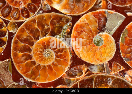 Fossiles d'Ammonites sectionnés en résine ensemble Banque D'Images