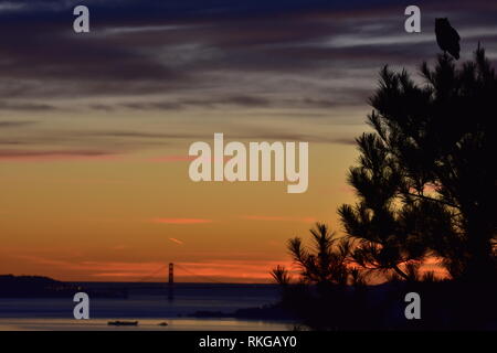 Un Grand Duc regarde vers le bas sur le Golden Gate Bridge à partir d'un arbre de pin pendant le coucher du soleil à El Cerrito, CA. Banque D'Images