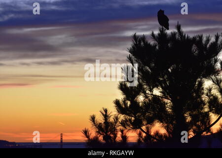 Un Grand Duc regarde vers le bas sur le Golden Gate Bridge à partir d'un arbre de pin pendant le coucher du soleil à El Cerrito, CA. Banque D'Images