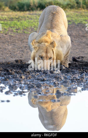 Male lion (Panthera leo) eau potable, avec la réflexion, l'aire de conservation de Ngorongoro, en Tanzanie. Banque D'Images
