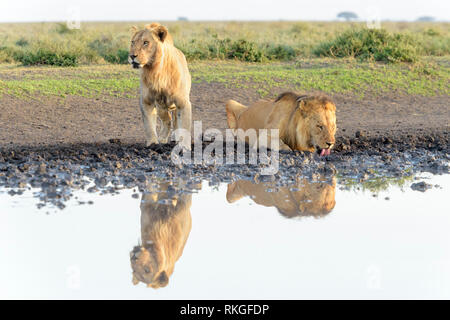 Male lion (Panthera leo) frères de l'eau potable, avec la réflexion, l'aire de conservation de Ngorongoro, en Tanzanie. Banque D'Images