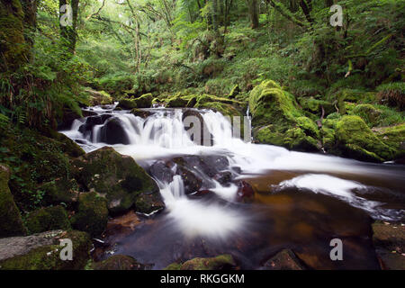 Golitha falls, en été Cornwall Uk Banque D'Images