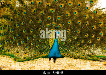 Paon indien mâle dancing Banque D'Images