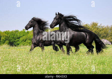 Deux chevaux frisons, manteau noir, couleur fonctionnant avec la crinière ondulant puissamment dans une prairie d'herbe verte floraison au printemps, Allemagne Banque D'Images