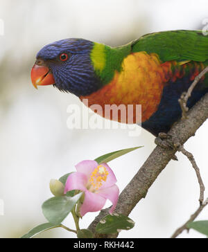 Un arc-en-ciel lorikeet spectaculaire (Trichoglossus moluccanus) se nourrissant de nectar et de pollen d'une fleur au Royal Botanic Garden, Sydney, Australie Banque D'Images