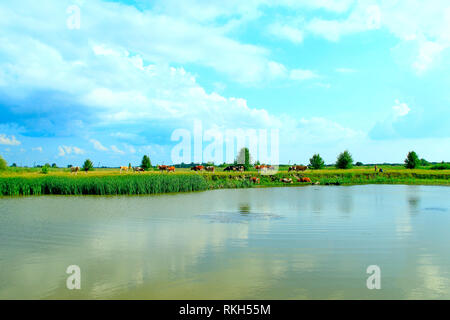 Paysage avec lac entouré avec de la canne à sucre. Broussailles de rush dans le lac. Paysage naturel magnifique avec étang et nuages Banque D'Images