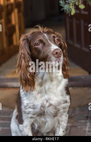 Springer spaniel brun et blanc assis à la porte regardant la caméra. Banque D'Images