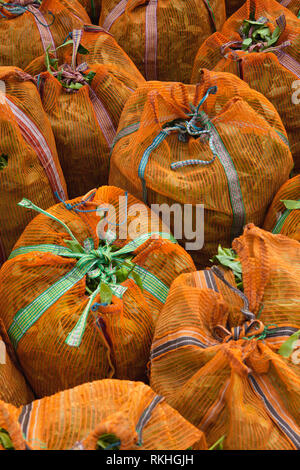 Les feuilles de thé vert en sacs, sur plantation de Nuwara Eliya, Sri Lanka. Nuwara Eliya est l'endroit le plus important pour la production et la plantation de thé au Sri Banque D'Images