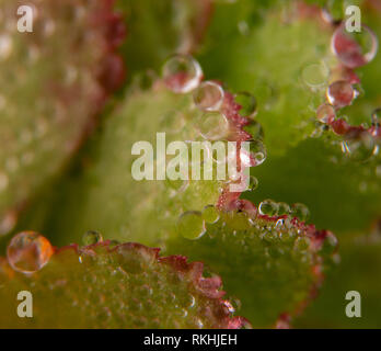 Gouttes de rosée sur les plantes fraîches en hiver ou au printemps Banque D'Images