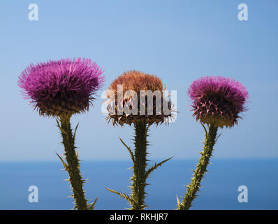 Lait violet coloré de chardons (Silybum marianum), Thorn fleurs sur fond de ciel bleu Banque D'Images