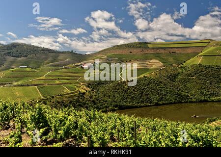 Vignobles de la région de vin de Porto Alto Douro, Pinhao, Vallée du Douro, Portugal Banque D'Images