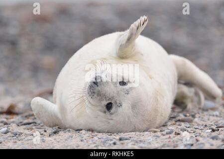 Forme de phoques gris (Halichoerus grypus), Jungtier se trouve sur la plage, Insel, Helgoland Düne, Basse-Saxe, Allemagne Banque D'Images