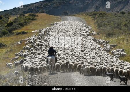 Gaucho à cheval durs d'énormes troupeaux de moutons, entre l'Porvenier et Ushuaia, Tierra del Fuego, la Terre de Feu, Argentine Banque D'Images